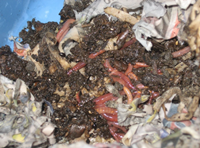 worm bin photo